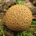 Scleroderma citrinum 'Poison Pigskin Puffball'